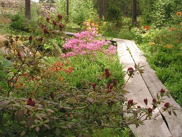 'Royal Command' atsalean uudet lehdet ja paisuvat nuput ovat alussa hyvin tummat. Taustalla n�kyy kukkiva kev�tatsalea.
New leaves and swelling flower buds of 'Royal Command' are very dark. In the background is azalea x fraserii in full flower.