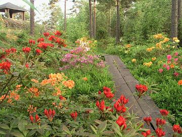 Viikkoa my�hemmin 'Royal Command' atsalean kukkanuput ovat muuttuneet oranssisiksi ja lehdet ovat saaneet vihreytt�.
A week later the flower buds of 'Royal Command' have turned orange and the leaves have got green color.