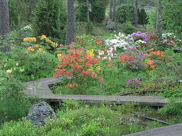Atsaleat kukkivat pitkospuiden varrella. Taustalla n�kyy alppiruusujen kukintaa.
Azaleas bloom aside the wooden causeways. Rhododendrons are seen in the background.