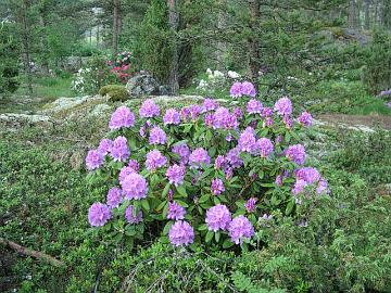 Vanha lajike 'Catawbiense Grandiflorum' on Suomen yleisin alppiruusu. Vanhimmat elossa olevat ovat 1900-luvun alkupuolelta.
The old hybrid 'Catawbiense Grandiflorum' is the most common rhododendron in Finland and it is very tough.