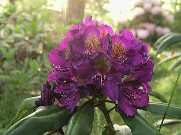 'Marcel Menard' rhodon kukat ovat tummanvioletit kellert�v�nvihre�ll� leopardit�pl�ll�.
The flowers of 'Marcel Menard' are dark violet with a yellow greenish blotch.