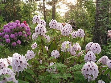 'Calsap' on er�s suosikeistani. Se kukkii luotettavasti joka vuosi.
'Calsap' is one of my favorites. It blooms faithfully every year.