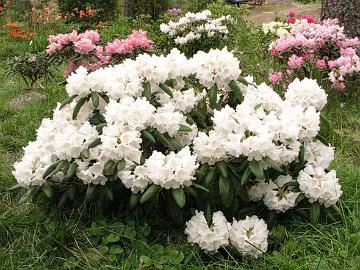 'Falling Snow' kukkii joka vuosi runsaasti valkoisin kukin.
'Falling Snow' blooms profusely every year.