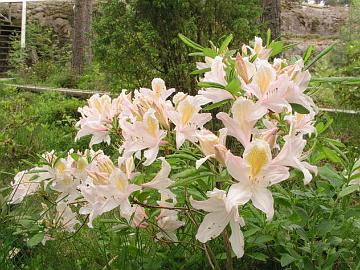 'Pink and Sweet' on my�h��n, hein�kuun puolelle kukintansa venytt�v� atsalea. Atsalea on melko kest�v�, -29�C (ARS).
'Pink and Sweet' flowers late into July. It is pretty hardy, down to -20�F (ARS).