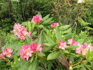 'Elsie' on vapaap�lytteinen dichroanthum risteym�, jonka perim�ss� on todenn�k�isesti mukana brachycarpum rhodon geenej�.
'Elsie' is an open-pollinated dichroanthum hybrid, probably also with genes from brachycarpum.