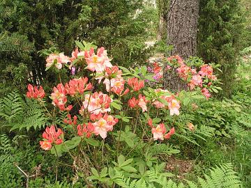'Cecile' ja 'Apple Blossom' atsaleat olen istuttanut suuren katajan viereen.
I have planted azaleas 'Cecile' and 'Apple Blossom'  beside a large Juniperus communis.
