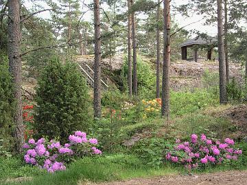 Mets�puutarhassani kasvu jatkuu ja seuraavina vuosina on odotettavissa  entist� parempaa kukintaa.
Growth continues in my forest garden and more profuse blooming can be expected in coming years.
