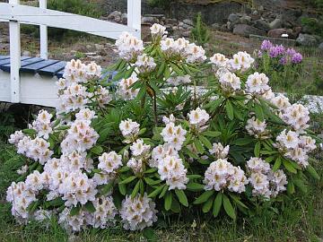 'Matterhorn' on osoittaunut minulla kest�v�ksi t�ysin aurinkoisella paikalla.
'Matterhorn has turned out to be fully hardy in full sun in my garden.