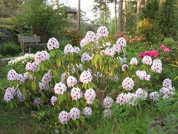 'Calsap' on Michenerin risteytys 'Catalgla' x 'Sappho'.
'Calsap' is cross 'Catalgla' x 'Sappho' by Michener.