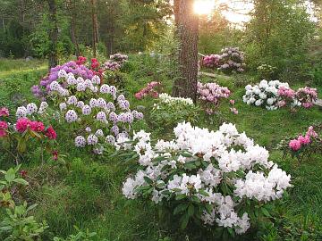 Lajikepuutarha auringonnousun aikaan.
Hybrid garden at sun rise.