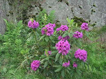 'Rasputin' on suosikkeitani. Se on kukoistanut mets�puutarhassani.
'Rasputin' is one of my favorites. It has thrived well in my garden. 