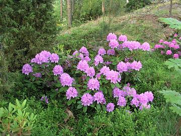 'Catawbiense Grandiflorum' mustikkam�tt�iden keskell�.
'Catawbiense Grandiflorum' amidst blueberry shrubs.