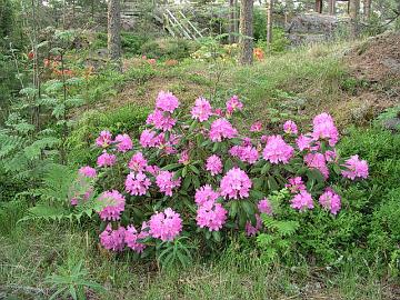 'Roseum Elegans' on vanha Watererin catawbiense-lajike, joka on kest�v� ainakin II-vy�hykkeell�.
'Roseum Elegans' is an old Waterer catawbiense hybrid. It is hardy in South Finland.