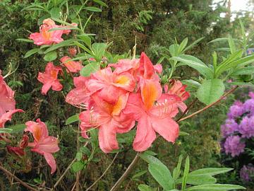 'Apple Blossom' on Mollis atsalea, jonka perim�� ei tarkemmin tunneta (K. Wezelenburg & Son, 1958).
'Apple Blossom' is a Mollis azalea, parentage is unknown (K. Wezelenburg & Son, 1958).