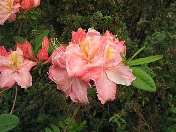 'Cecile' on vanha Lionel de Rothschildin Exbury atsalea. Pakkaskest�vyys -26�C (ARS).
'Cecile' is an old Exbury azalea by Lionel de Rothschild. Cold hardiness -15�F (ARS).