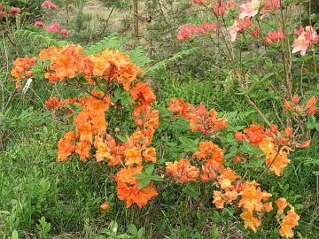 'Gibraltar' Exbury atsalea on matalakasvuinen ja kest�nyt hyvin puutarhassani (Ia). Pakkaskest�vyys -26�C (ARS).
Exbury azalea 'Gibraltar' is low growing and has survived well in my garden (5a). Cold Hardiness -15�F (ARS).
