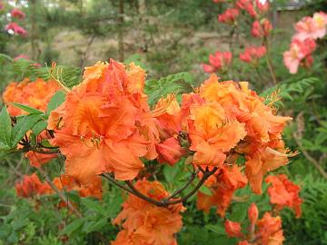 'Gibraltar' atsalealla on oranssiset r�yhel�iset kukat.
'Gibraltar' has orange ruffled flowers.