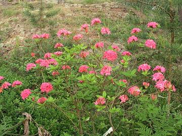 'Homebush' atsalealla on kauniit pallomaiset kukinnot.
Azalea 'Homebush' has beautiful roundish trusses.