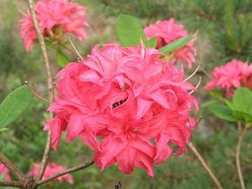 'Homebush' on vanha Watererin Knap-Hill atsalea, joka on kest�v� ainakin Etel�-Suomessa (Ia-b).
'Homebush' is an old Knap-Hill azalea by Waterer. Cold hardiness is rated as 0�F by ARS. I think it is a lot hardier, at least down to -10�F.