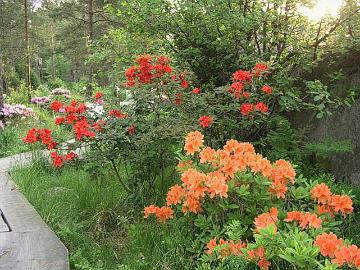 Lohenpunainen japaninatsalea molle ssp. japonicum ja taustalla oranssikukkainen 'Royal Command' atsalea.
Salmon red molle ssp. japonicum and orange 'Royal Command'.