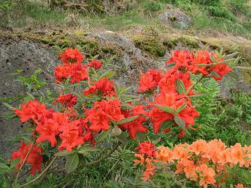 'Royal Command' atsalean kukat ovat punertavan oranssiset.
The flowers of 'Royal Command' are reddish orange.