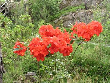 'Feuerwerk' atsalean pakkaskest�vyys on ainakin -24�C.
Cold hardiness of azalea 'Feuerwerk' is at least down to -10�F.