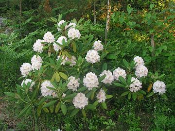 Japaninalppiruusu, R. brachycarpum kukkii kes�kuun loppupuolella. Se on v�h�n arempi kuin R. brachycarpum ssp. tigerstedtii.
R. brachycarpum flowers end of June in my garden. It is less hardy than  R. brachycarpum ssp. tigerstedtii.
