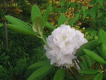 R. brachycarpum alppiruusun kukat ovat valkoiset kellert�v�n vihre�ll� t�plityksell�.
R. brachycarpum has white flowers with yellow green spotting.