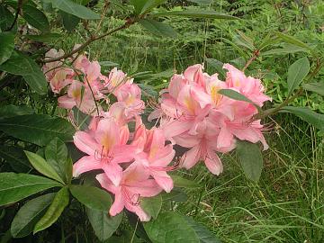 'Juniduft' on my�h��n kes�kuun loppupuolella kukkiva, tuoksuva Hachmannin atsalealajike [viscosum x 'Orange Hit'].
'Juniduft is Hachmann's azalea hybrid [viscosum x 'Orange Hit']. It flowers in late June and has good fragrance.
