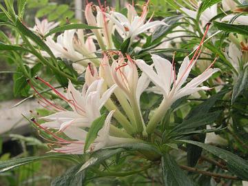 'Weston's Innocence' on valkokukkainen atsalea [mahdollisesti arborescens x viscosum]. Pakkaskest�vyytt� luvataan per�ti -32�C (ARS).
'Weston's Innocence' is a white flowered azalea [probably arborescens x viscosum]. Cold hardiness -25�F (ARS).