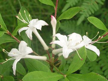Tuoksuatsalealla, R. viscosum on pienet valkoiset, tuoksuvat kukat. Pakkasenkesto on -29�C (ARS).
R. viscosum has small white scented flowers. Cold hardiness is -20�F (ARS).