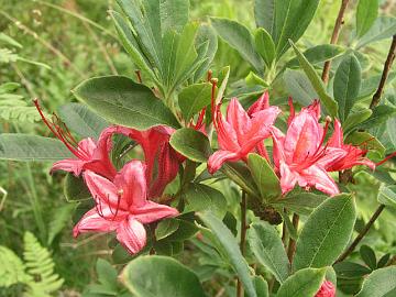 'Millenium' on puutarhani atsaleoista my�h�isin kukkija, viimeiset kukat elokuun puolella. 
'Millenium' is the latest blooming azalea in my garden, last flowers in August. 
