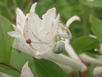 Kukkah�m�h�kki Misumena vatia kiipe�� R. viscosum atsalean kukalla.
Crab spider Misumena vatia climbing on R. viscosum flower.
