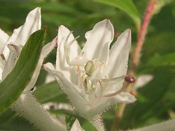 Kukkah�m�h�kki Misumena vatia vaanii saalista R. viscosum atsalean kukassa.
Crab spider Misumena vatia lurk for prey inside R. viscosum flower.