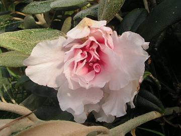 'Silver Lady' yaku-lajike kasvatti vioittuneesta kasvuversosta kerrotun kukan elokuussa. Uloimmilla ter�lehdill� on indumentumia.
Yaku hybrid 'Silver Lady' developed in August a double flower from a damaged shoot. There is indumentum on outmost petals.