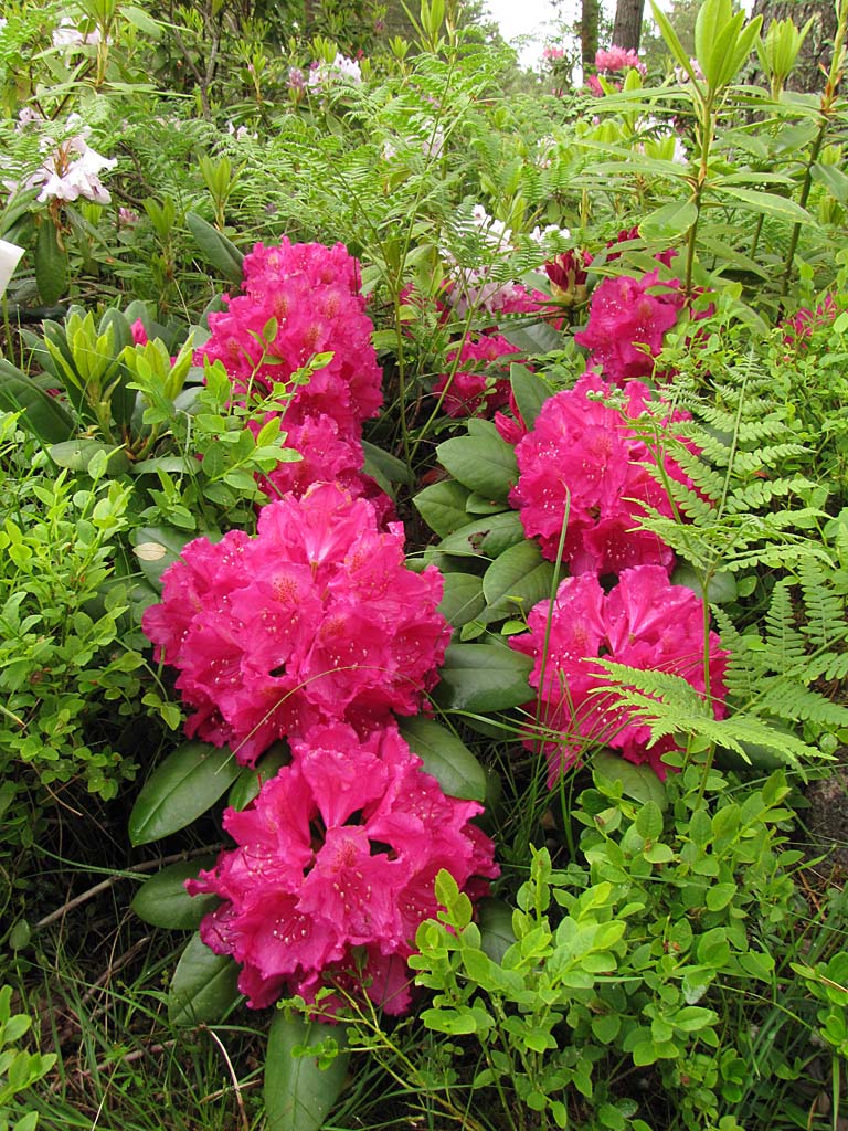 Back to catalogue / Paluu hakemistoon/rhododendrons 2015/IMG_8123 ...