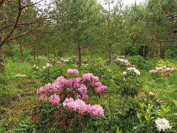 IMG_5678_smirnowii_x_catawbiense_-02_RH_koekentällä_1024px Test field for Rhododendron crosses