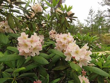 IMG_5712_brachycarpum_Oskulta_1024px Rhododendron brachycarpum