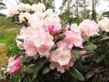 IMG_6858_Mist_Maiden_1024px Rhododendron 'Mist Maiden'