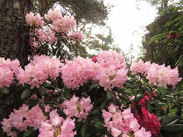 IMG_6869_Kalinka_1024px Rhododendron 'Kalinka'