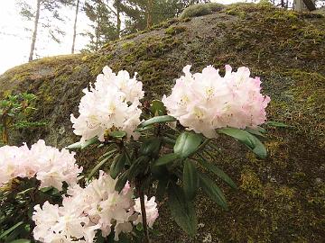 IMG_6971_Gradito_1024px Rhododendron 'Gradito'