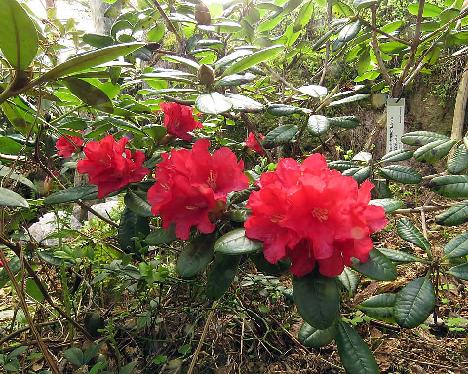 IMG_7677_Elviira_1024px Rhododendron 'Elviira' - May 18, 2019
