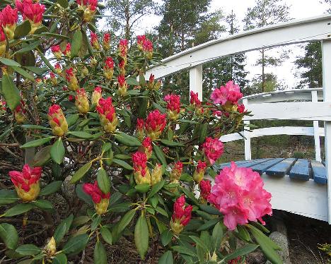 IMG_7768_Sonatine_1024px Rhododendron 'Sonatine' - May 23, 2019