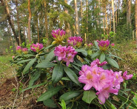 IMG_7793_Becca_1024px Rhododendron 'Becca', a named cultivar from Kristian Theqvist - May 23, 2019