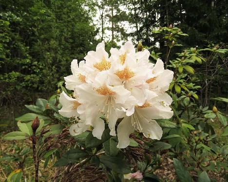 IMG_7895_Cunningham's_Snow_White_1024px Rhododendron 'Cunningham's Snow White' - May 20, 2019