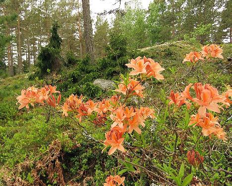 IMG_7933_Spicy_Lights_1024px Rhododendron 'Spicy Lights' - May 29, 2019
