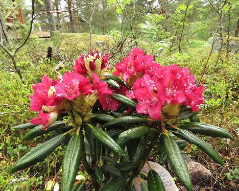 IMG_7979_Royal_Scarlet_1024px Rhododendron 'Kazimierz Wielki', ROYAL SCARLET - May 31, 2019