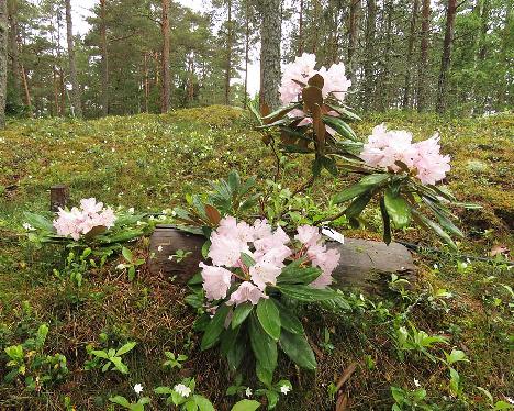 IMG_8011_degronianum_ssp_heptamerum_Ho_Emma_1024px Rhododendron degronianum ssp. heptamerum 'Ho Emma' - May 31, 2019