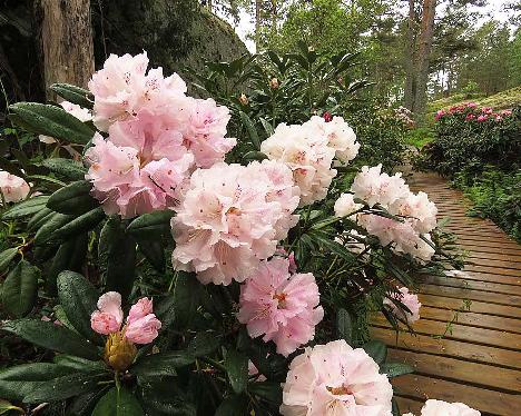 IMG_8027_Ingrid_Mehlquist_1024px Rhododendron 'Ingrid Mehlquist' - May 31, 2019