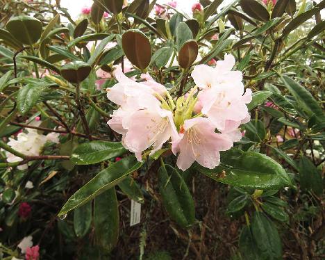 IMG_8033_Kullervo_1024px Rhododendron 'Kullervo' - May 31, 2019